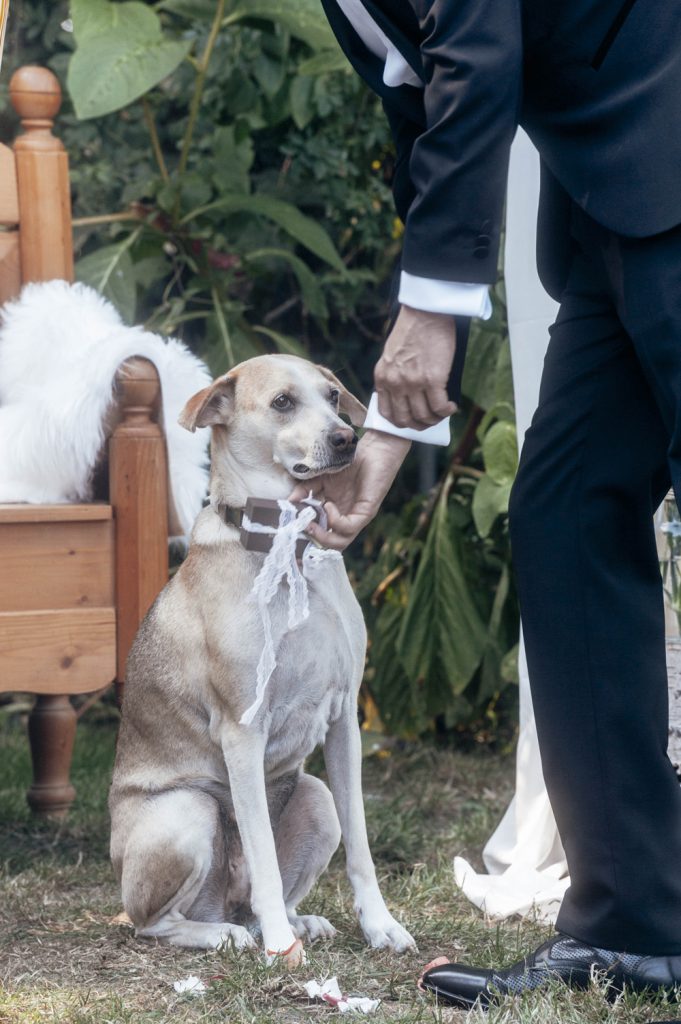 Hund Polli