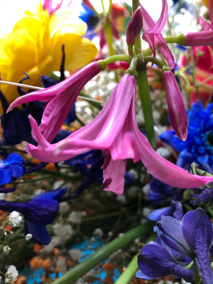 Nerine, Pretty Beautiful Events