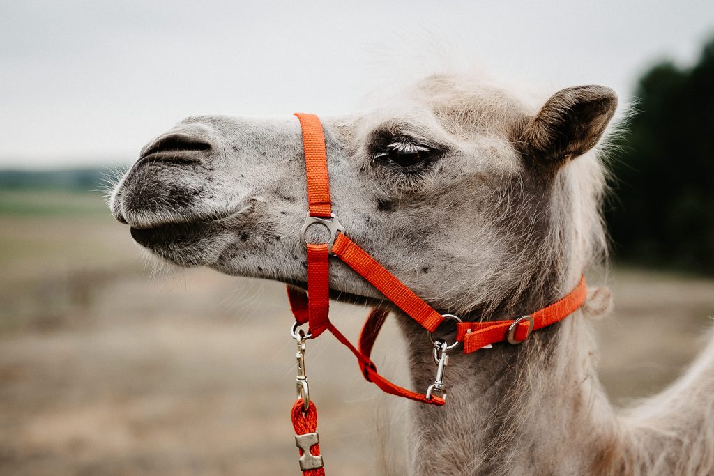 Styled Weddingshoot Camel-Love Kamel Pretty Beautiful Events